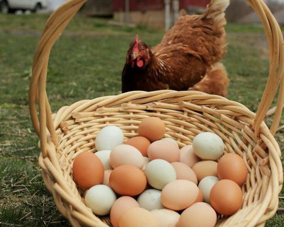 Какие процессы происходят в организме, если есть яйца каждый день