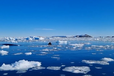 Украинские полярники опубликовали видео, как киты «шпионят» в Антарктике