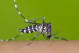 Через комарів, які переносять страшну хворобу, одна з країн оголосила надзвичайний стан