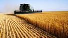 Євроинтеграция Украины значительно укрепит аграрный сектор в ЕС - ФРГ