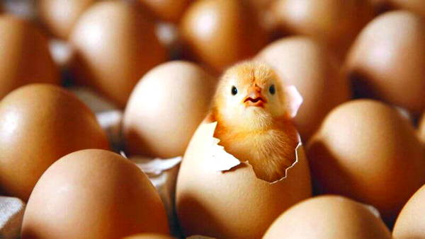 В Украине больше не будет птицы и яиц из Польши