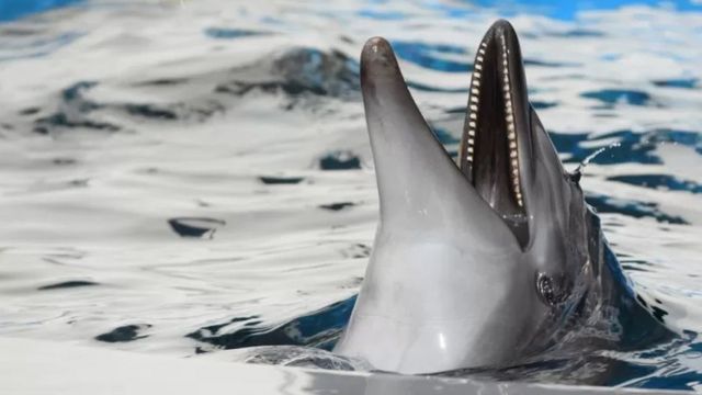 Небезпечні дельфіни в Японії 