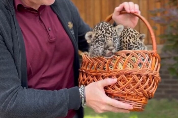 В Харківському зоопарку народилися двоє ягуарів (відео)