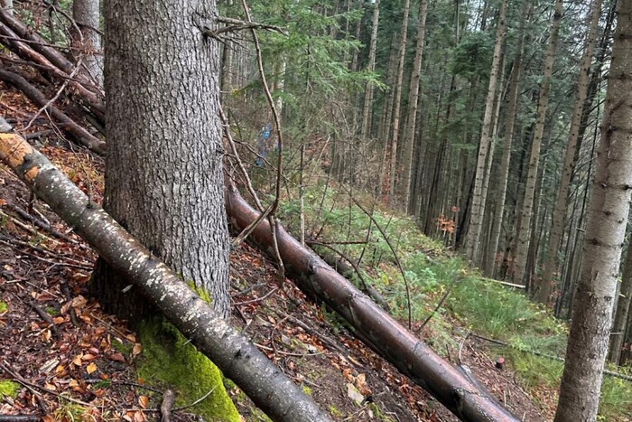 Посадовец лесхоза организовал незаконную вырубку деревьев в Нацпарке на Буковине 