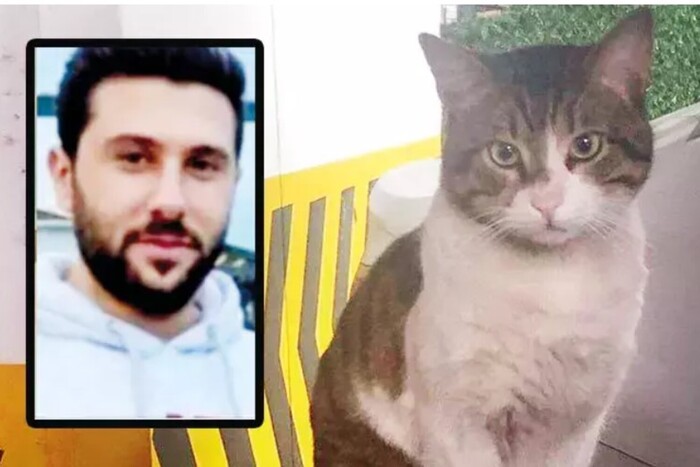 Вбивство кота возмутило общество в Турции: как наказали виновного