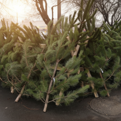 Продаж новорічних ялинок стартував