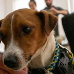 Нагороди від ветеранських організацій США