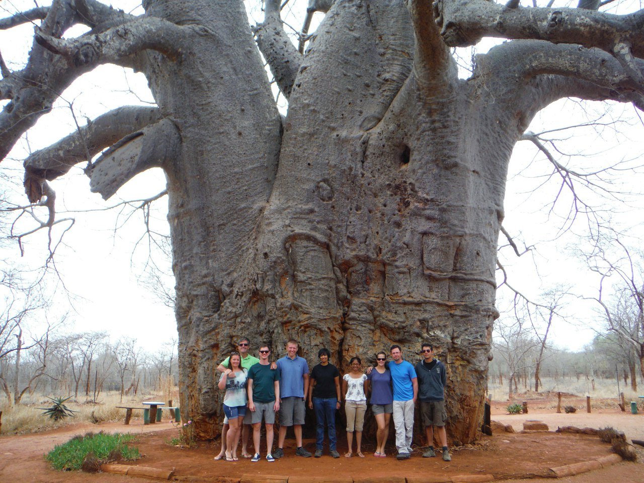 самое большое дерево мира