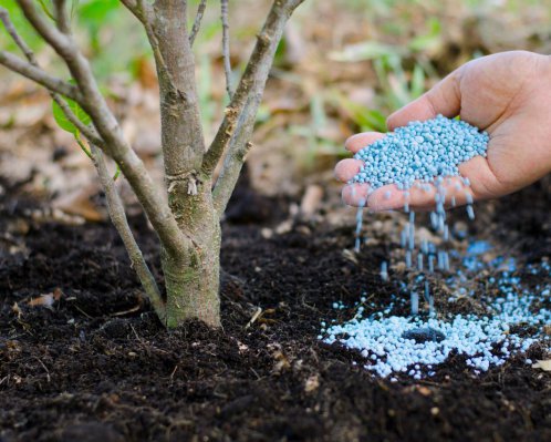 Чем и как подкармливать плодовые деревья осенью: советы опытных садоводов