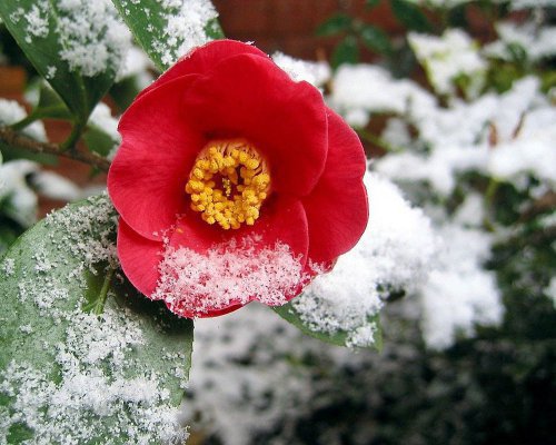 Как защитить деревья и цветы от зимних морозов: проверенные методы