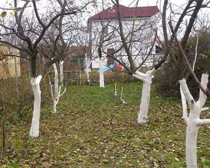 Перевернутые яблони на фоне заснеженной земли