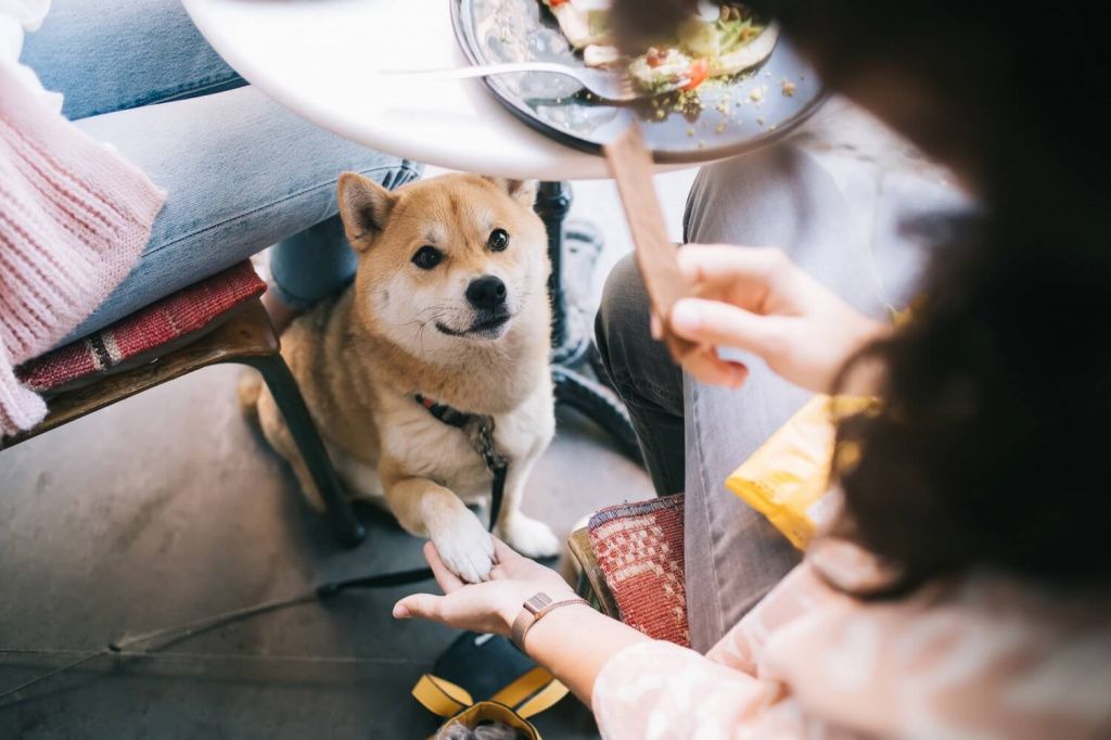 Pet-Friendly in the Company (Pet-Friendly) &ndash; A Pet-Friendly Work Environment