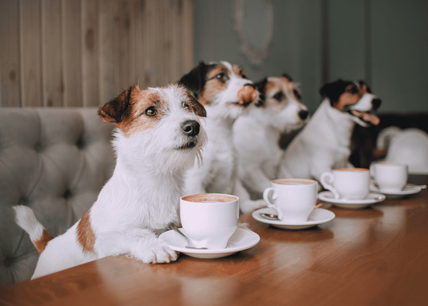 Pet-Friendly in the Company (Pet-Friendly) &ndash; How It Works