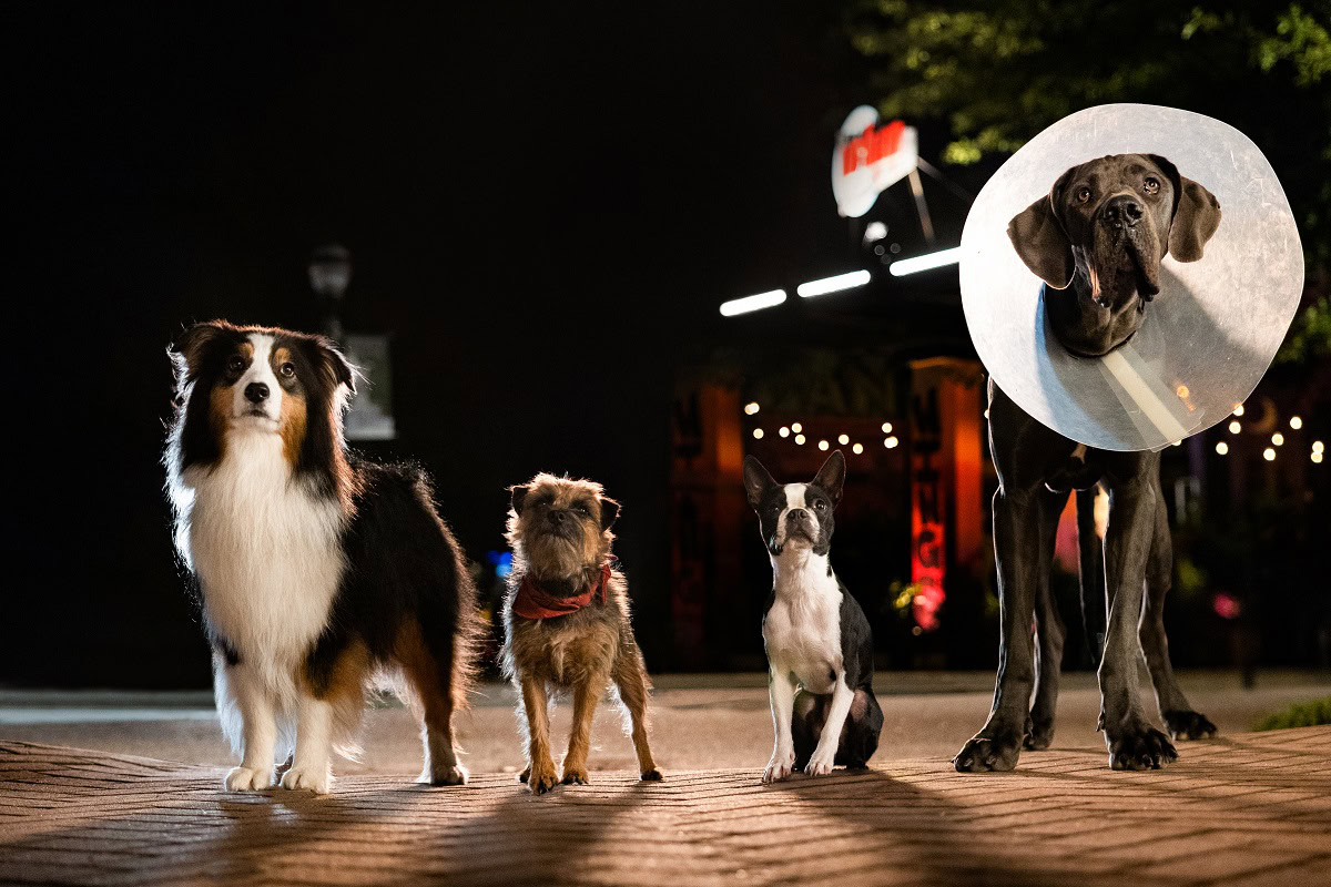 Pet-Friendly in the Company (Pet-Friendly) &ndash; What Problems Arise