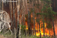 На Харьковщине вспыхнули почти 4 тыс. га леса
