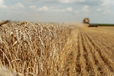 В аграрном комитете ВР спрогнозировали урожай зерновых и масличных