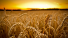 Українська пшениця дорожчає попри зниження світових цін