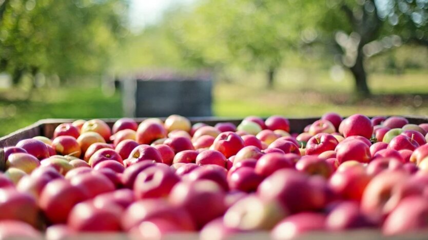 273 гривні за кіло: Ашан, Метро та Варус показали, скільки коштують яблука, виноград та лимони наприкінці березня