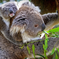 Picture of koalas in Australian forest
