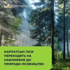 Ліси Карпат захищають від вирубок