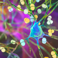 mechanism saving the brain from dementia