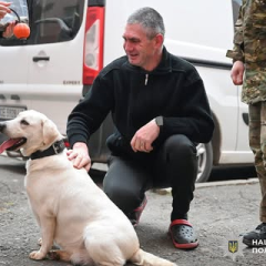 Лабрадор Умка помогает защитникам