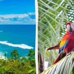 Costa Rica flag with palm trees
