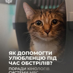 Собака тримається під час вибуху