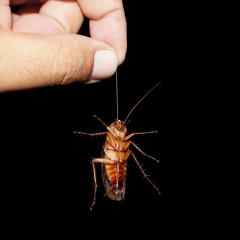 Cyborg cockroaches with artificial intelligence