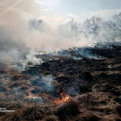 Пожары сухой травой в Украине: лес горит