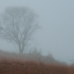 fog with live bacteria in the air