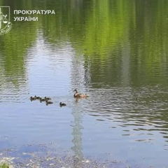 Ліс “Совська Балка” з охороною