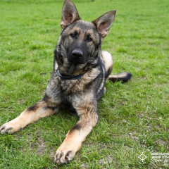 Rescue dog Asko l in training