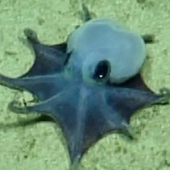 Unique tiny octopus found in Galapagos