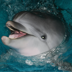 Dolphins received the first award for communication with humans