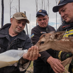 Rescuers carried two deer from the fire