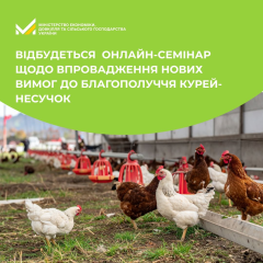 Фермерські кури на фермі