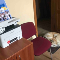 Бездомний пес перед міграційною службою