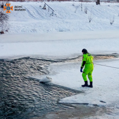 Лебедь у воді на річці Стир