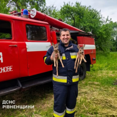 Два оленя в руках спасателей