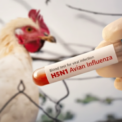 Перший випадок пташиного грипу H9N2 в Європі