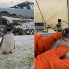 Penguins in Antarctica pecking at bright jumpsuit