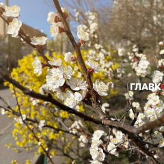 Абрикоси у Києві розцвілись у березні 2026