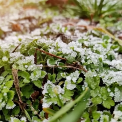 Квітневі заморозки в Україні: -3°C