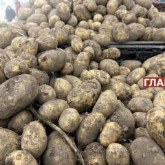 Картопля посеред свіжини на ринку