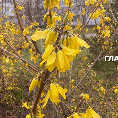 Прогноз погоди на 19 квітня: заморозки вночі