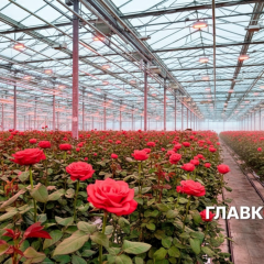 Розы и хризантемы на столе