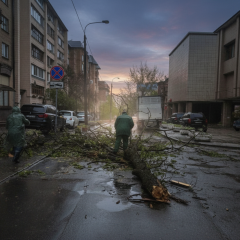 Повалені дерева після негоди в Києві
