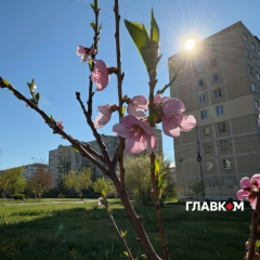 Заморозки українських фруктів 28-30 квітня
