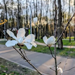 Гілля після заморозків весняного ранку